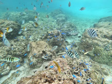 武藤潜水に投稿された画像（2025/10/26）