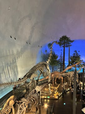 福井県立恐竜博物館に投稿された画像（2025/10/26）