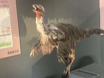 福井県立恐竜博物館に投稿された画像（2025/10/26）