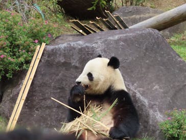 恩賜上野動物園に投稿された画像（2025/10/26）