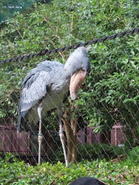 恩賜上野動物園に投稿された画像（2025/10/26）