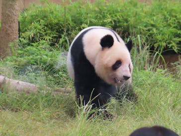 恩賜上野動物園に投稿された画像（2025/10/26）