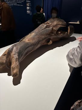 正倉院 THE SHOW ―感じる。いま、ここにある奇跡―　@上野の森美術館に投稿された画像（2025/10/26）