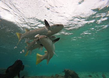 武藤潜水に投稿された画像（2025/10/26）