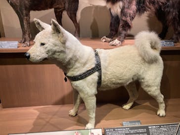 国立科学博物館に投稿された画像（2025/10/26）