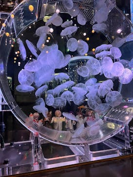 マクセル アクアパーク品川に投稿された画像（2025/10/26）