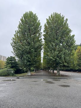 新宿御苑に投稿された画像（2025/10/26）