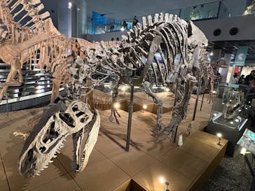 福井県立恐竜博物館に投稿された画像（2025/10/26）