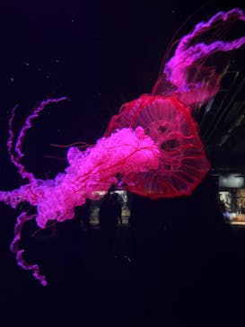 京都水族館に投稿された画像（2025/10/26）