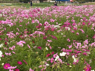 淡路ファームパーク イングランドの丘に投稿された画像（2025/10/26）