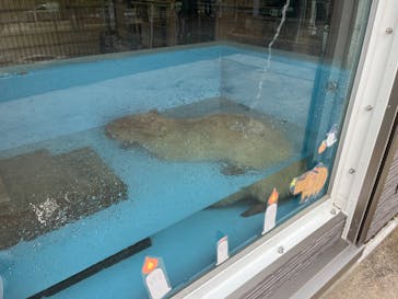 淡路ファームパーク イングランドの丘に投稿された画像（2025/10/26）