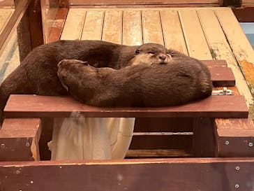 ゼロ距離水族館 伊勢シーパラダイスに投稿された画像（2025/10/26）