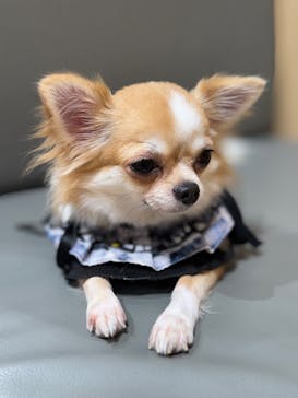 いぬカフェRio 浅草店に投稿された画像（2025/10/26）