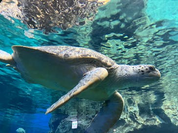 名古屋港水族館に投稿された画像（2025/10/26）