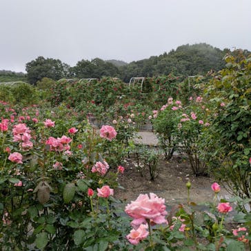 ぎふワールド・ローズガーデンに投稿された画像（2025/10/26）