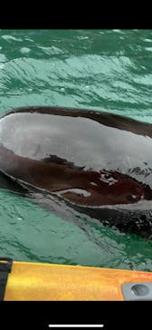 太地町立くじらの博物館に投稿された画像（2025/10/26）