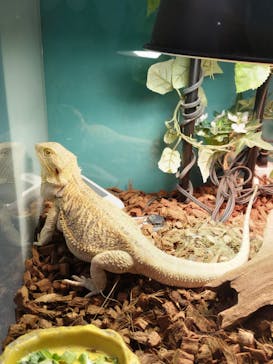 Moff animal cafe iias つくば店に投稿された画像（2025/10/26）