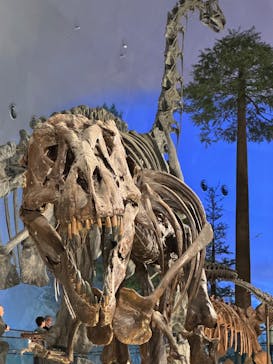 福井県立恐竜博物館に投稿された画像（2025/10/26）