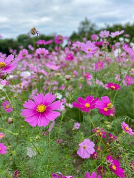 万博記念公園に投稿された画像（2025/10/26）