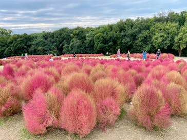 万博記念公園に投稿された画像（2025/10/26）