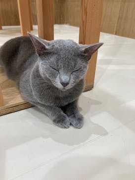 Cat Café MOFF イーアス沖縄豊崎店に投稿された画像（2025/10/26）
