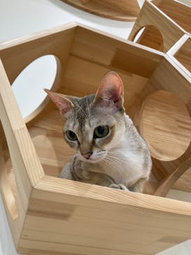 Cat Café MOFF イーアス沖縄豊崎店に投稿された画像（2025/10/26）