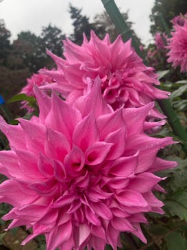 いばらきフラワーパークに投稿された画像（2025/10/26）