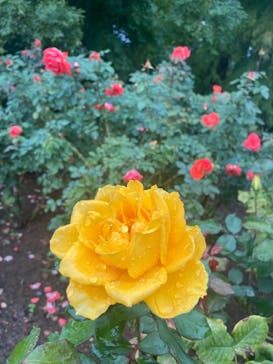 いばらきフラワーパークに投稿された画像（2025/10/26）