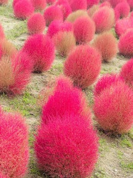 万博記念公園に投稿された画像（2025/10/26）