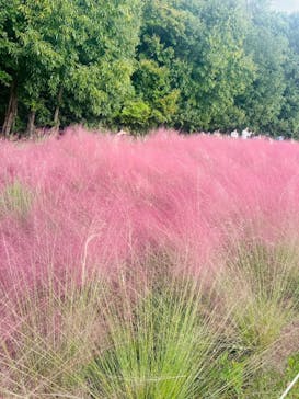 万博記念公園に投稿された画像（2025/10/26）