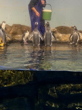 マクセル アクアパーク品川に投稿された画像（2025/10/26）