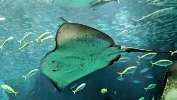 マリンワールド海の中道に投稿された画像（2025/10/26）