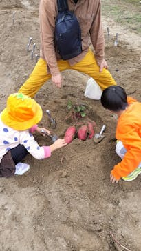 淡路ファームパーク イングランドの丘に投稿された画像（2025/10/26）