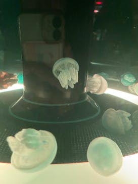 マクセル アクアパーク品川に投稿された画像（2025/10/26）