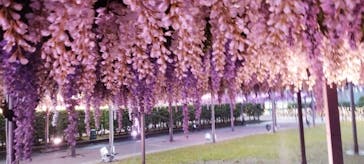 東京メガイルミに投稿された画像（2025/10/26）