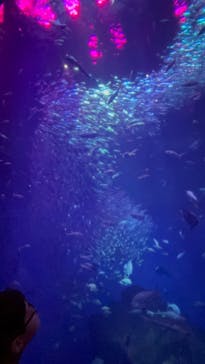 アクアワールド茨城県大洗水族館に投稿された画像（2025/10/26）