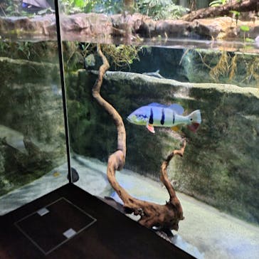 カワスイ 川崎⽔族館に投稿された画像（2025/10/26）