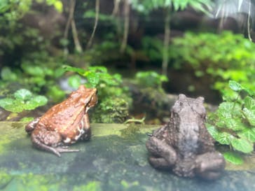 世界淡水魚園水族館　アクア・トトぎふに投稿された画像（2025/10/26）