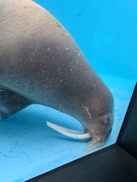 鴨川シーワールドに投稿された画像（2025/10/26）