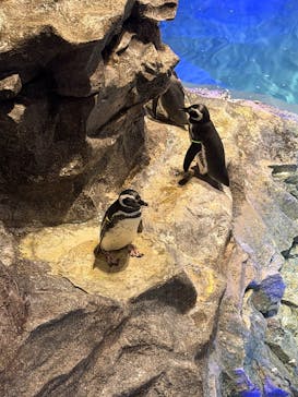 すみだ水族館に投稿された画像（2025/10/26）