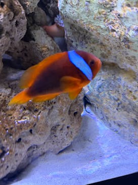 すみだ水族館に投稿された画像（2025/10/26）