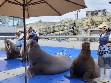 大分マリーンパレス水族館 「うみたまご」に投稿された画像（2025/10/26）