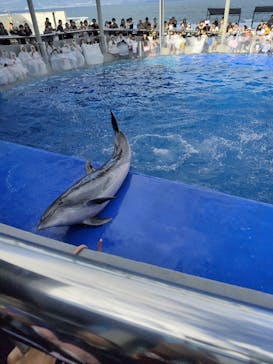 大分マリーンパレス水族館 「うみたまご」に投稿された画像（2025/10/26）