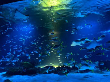 サンシャイン水族館に投稿された画像（2025/10/26）