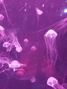 アクアワールド茨城県大洗水族館に投稿された画像（2025/10/26）