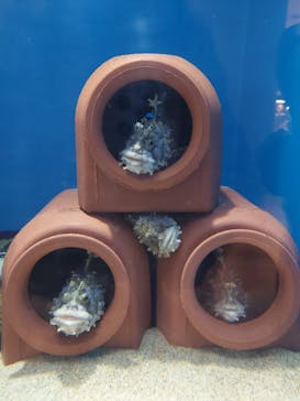 アクアワールド茨城県大洗水族館に投稿された画像（2025/10/26）
