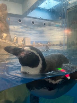 新江ノ島水族館に投稿された画像（2025/10/26）
