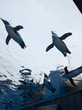 サンシャイン水族館に投稿された画像（2025/10/26）