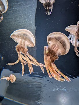 サンシャイン水族館に投稿された画像（2025/10/26）