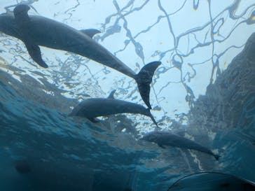 太地町立くじらの博物館に投稿された画像（2025/10/26）